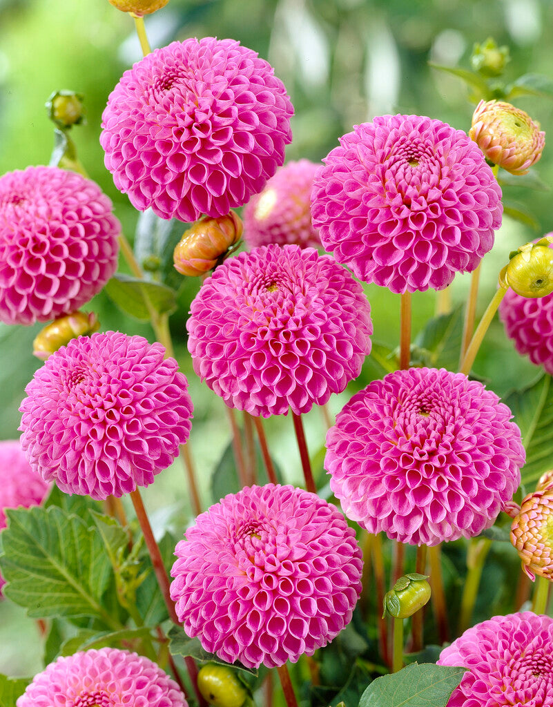 Dahlia Pompon Franz Kafka 1-pack